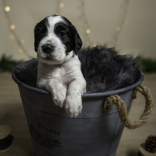 Chiots mâles setter anglais lof #4