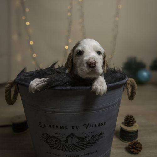 Chiots mâles setter anglais lof #6