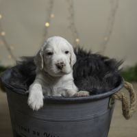 Chiots mâles setter anglais lof