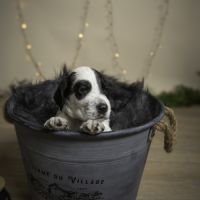 Chiots mâles setter anglais lof #2