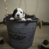 Chiots mâles setter anglais lof #3