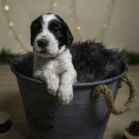 Chiots mâles setter anglais lof #4