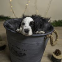 Chiots mâles setter anglais lof #5