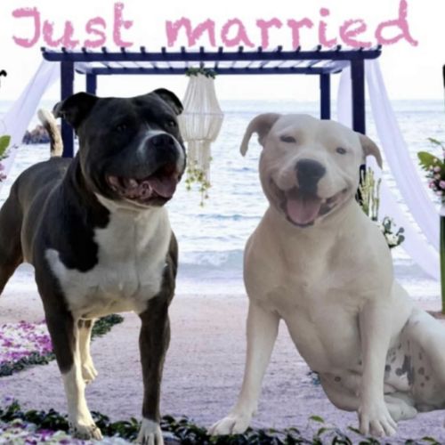 Mâle staffie blanc cocarde bleu #1