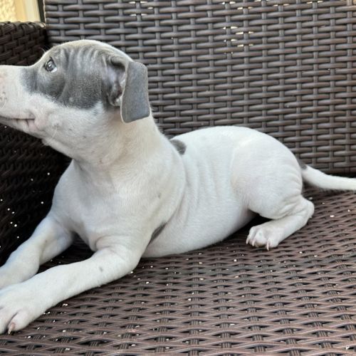 Mâle staffie blanc cocarde bleu #2