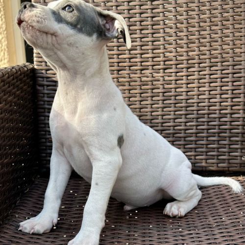 Mâle staffie blanc cocarde bleu #4