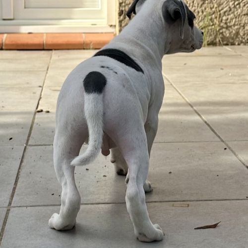 Mâle staffie blanc cocarde bleu #5