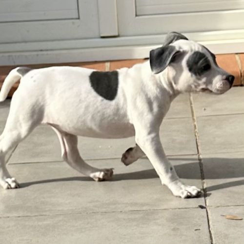 Mâle staffie blanc cocarde bleu