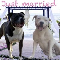 Mâle staffie blanc cocarde bleu #1