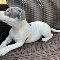 Mâle staffie blanc cocarde bleu #2