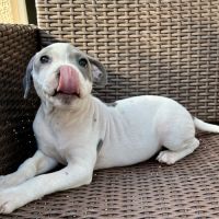 Mâle staffie blanc cocarde bleu #3