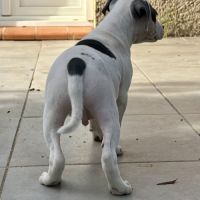 Mâle staffie blanc cocarde bleu #5