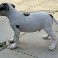 Mâle staffie blanc cocarde bleu #7