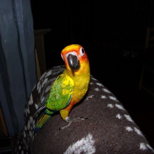 Conure soleil 2025 eam male et femelle