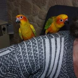 Conure soleil 2025 eam male et femelle #3