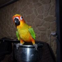 Conure soleil 2025 eam male et femelle #1