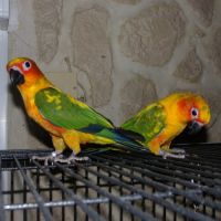 Conure soleil 2025 eam  femelle