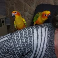 Conure soleil 2025 eam male et femelle #3