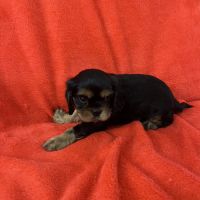 Mâle cavalier king charles #2