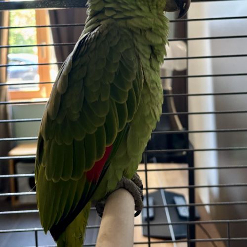 Amazone a front rouge eam #2