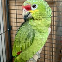 Amazone a front rouge eam