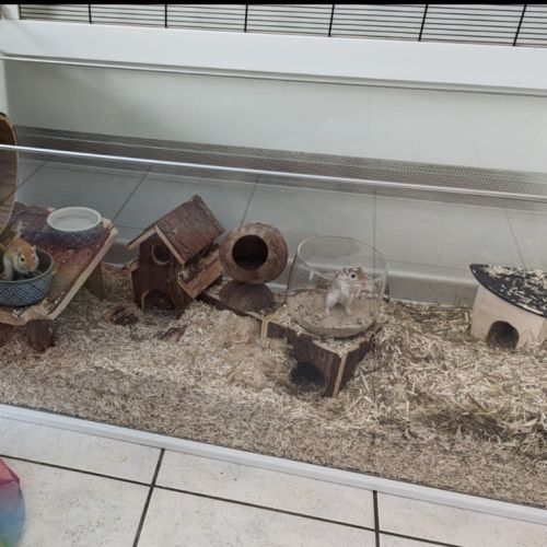 Jolie gerbille cherche compagnie #4