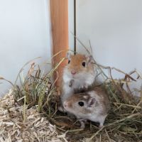 Jolie gerbille cherche compagnie