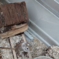Jolie gerbille cherche compagnie #2