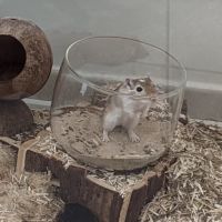 Jolie gerbille cherche compagnie #3