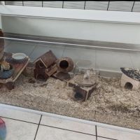 Jolie gerbille cherche compagnie #4