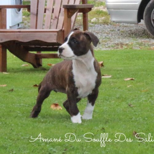 Chiots staffordshire terrier americain disponible #1