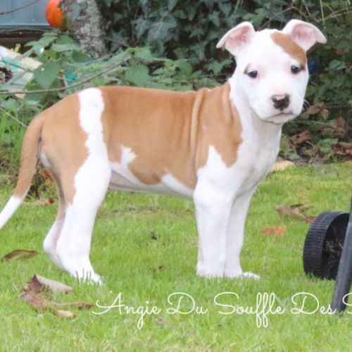 Chiots staffordshire terrier americain disponible #2