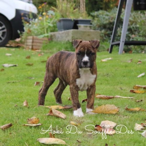 Chiots staffordshire terrier americain disponible #4