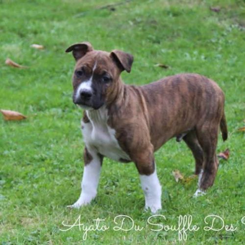 Chiots staffordshire terrier americain disponible #2