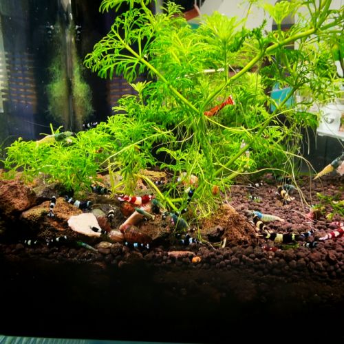 Crevette aquarium caridina taiwan bee #1