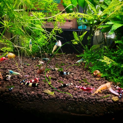 Crevette aquarium caridina taiwan bee #2