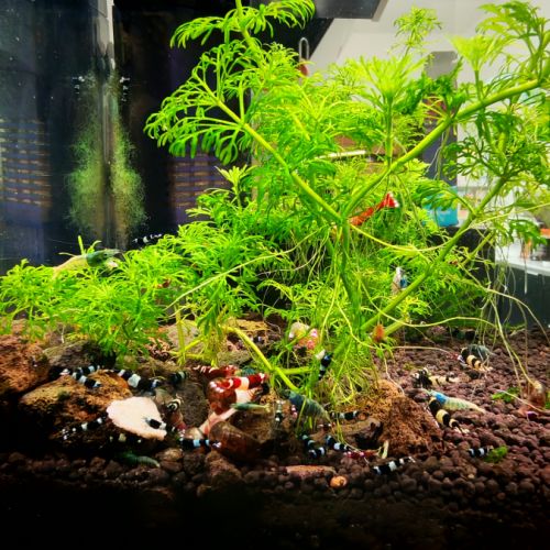 Crevette aquarium caridina taiwan bee