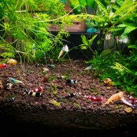 Crevette aquarium caridina taiwan bee #2