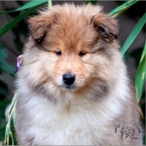 Deux chiots mâles colley poils long trico & fauve #0