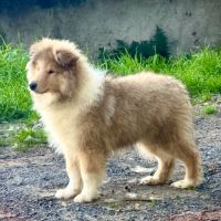 Deux chiots mâles colley poils long trico & fauve #2