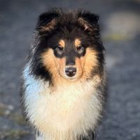 Deux chiots mâles colley poils long trico & fauve #4