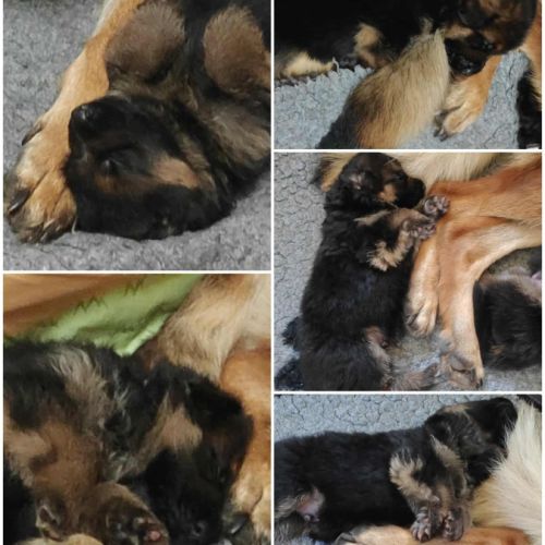 Adorables chiots berger allemand lof #1