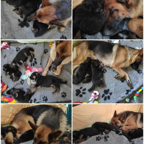 Adorables chiots berger allemand lof #3
