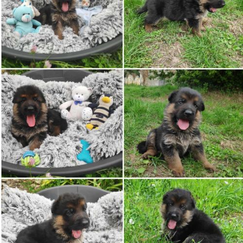Adorables chiots berger allemand lof #5
