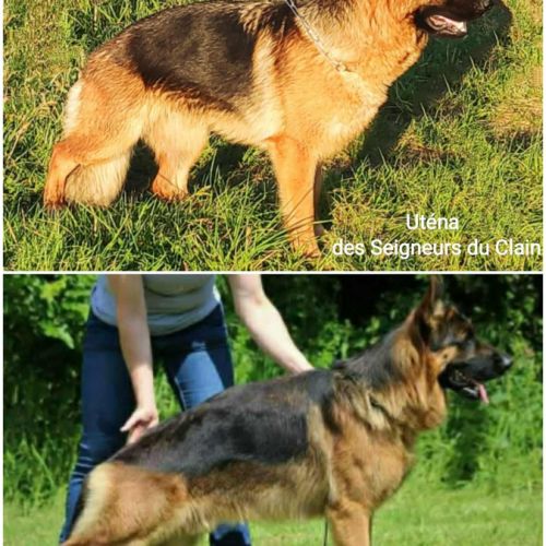 Adorables chiots berger allemand lof #6