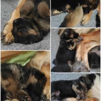 Adorables chiots berger allemand lof #1