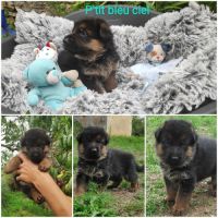 Adorables chiots berger allemand lof #2