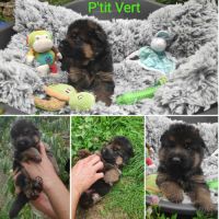 Adorables chiots berger allemand lof #4