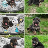 Adorables chiots berger allemand lof #5