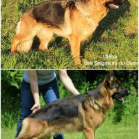 Adorables chiots berger allemand lof #6